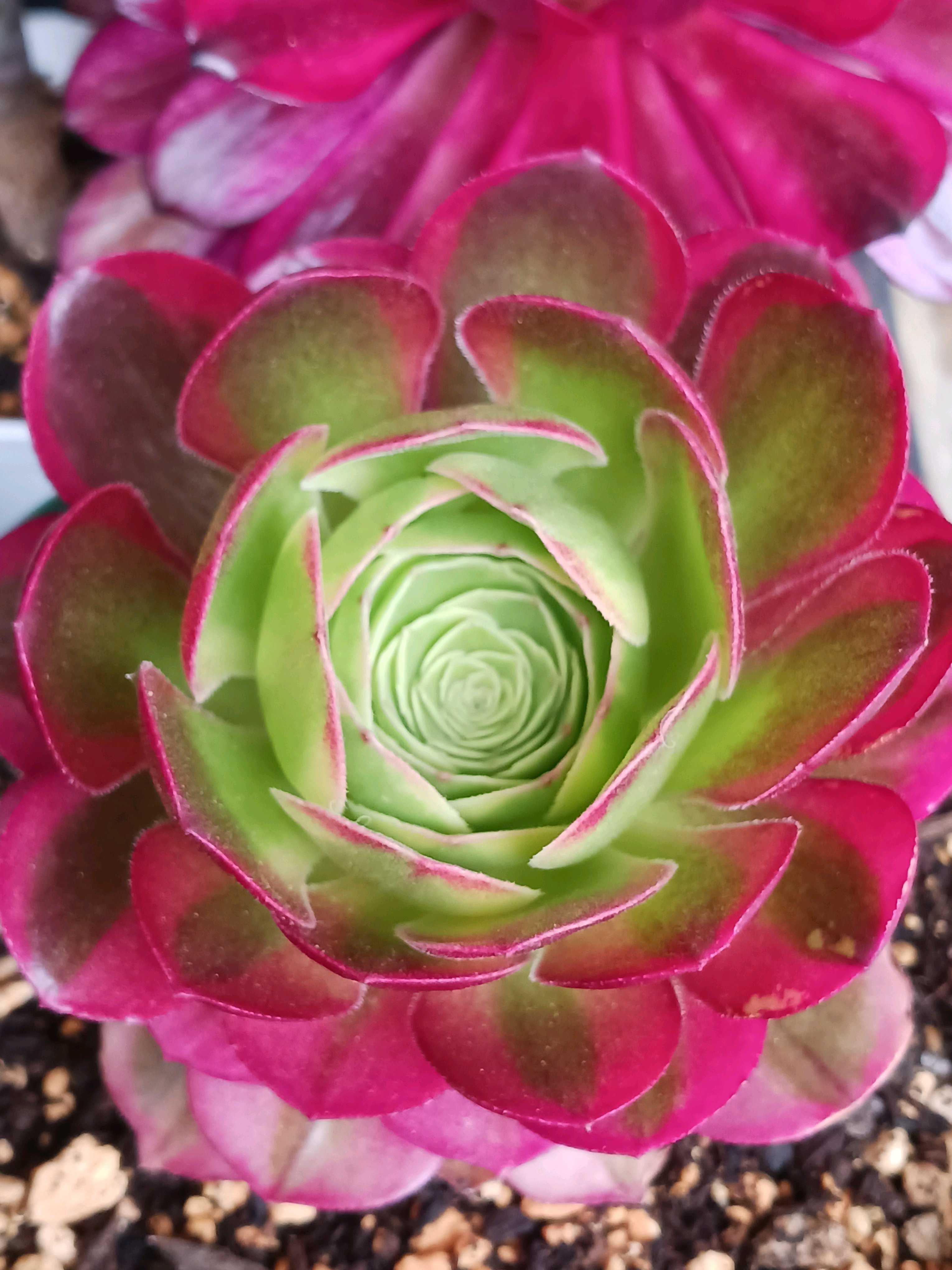 96#多肉植物アエオニウム錦❤️ブロンズメダル錦❤️50-60大頭27cm 拔き苗 植物販売】兵庫県宝塚市㈱陽春園植物場ネット通販 アエオニウム