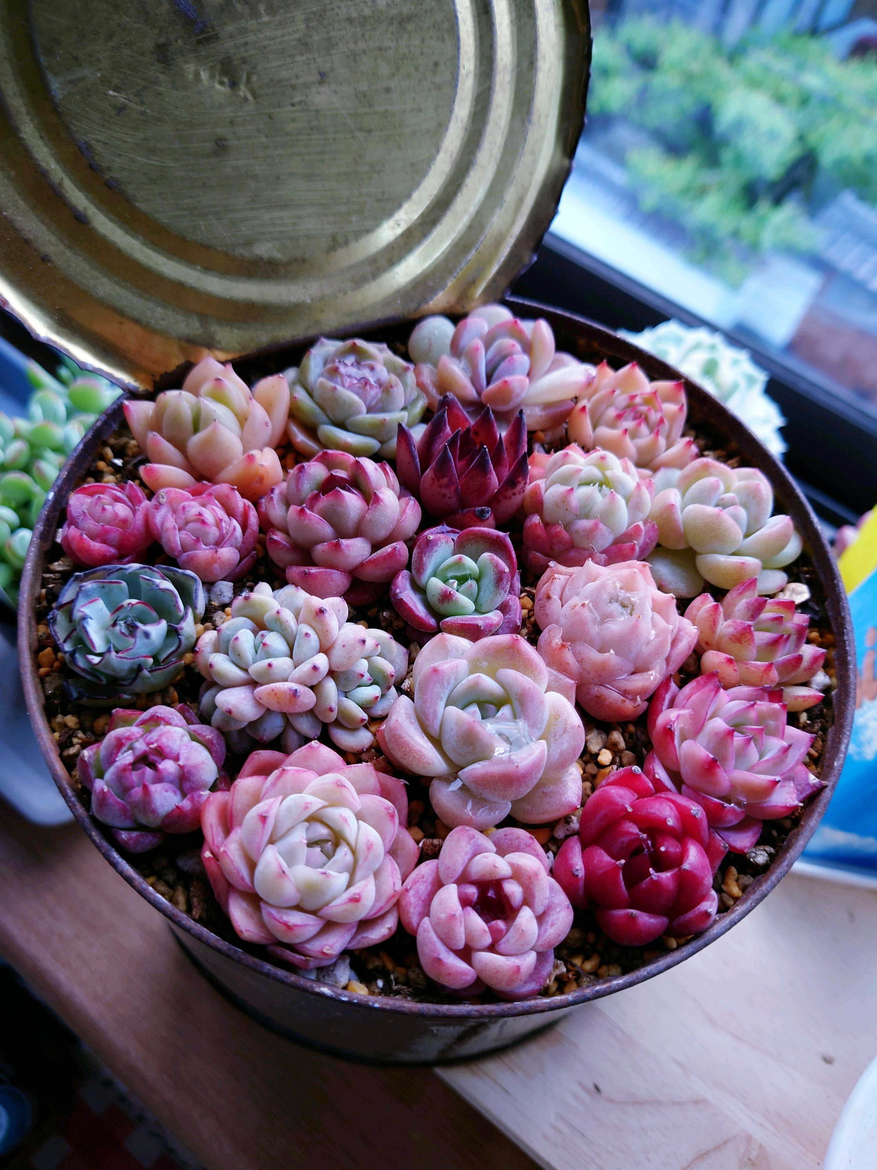 韓国苗 バイキング ♡ ALL 500円 ♡ 韓国苗 バイキング ♡ ALL 500円 ♡