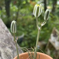 花うらら,ロータス,アルブカスピラリス フリズルシズル,アルブカフミリス,お花に癒されるの画像
