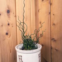 ラセンイ,ラセンイ,観葉植物,花のある暮らし,玄関先の画像