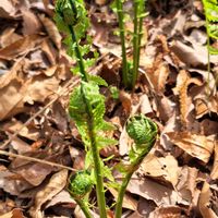 コゴミ,クサソテツ,ノヂシャ,花のある暮らし,植物のある暮らしの画像