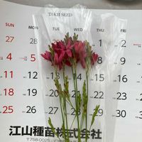 イキシアの画像