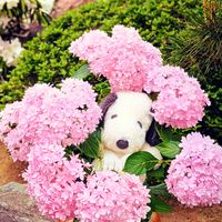 アジサイ,アジサイ,アジサイ,シャクナゲ,シャクナゲの画像