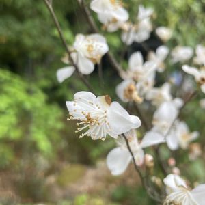 ヒメサザンカ,ヒメサザンカ,牧野植物園,素敵な出会い,季節を楽しむの画像