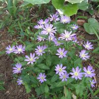 ツワブキ,ミヤコワスレ,心に笑顔の花を,港の見える丘公園フランス山地区,はなみるスポット横浜の画像