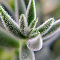 銀揃,多肉植物,クラッスラ属,春が来た❣️,ベランダの画像