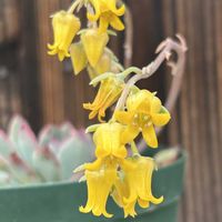 花うらら,エケベリア 花うらら,エケベリア属の画像