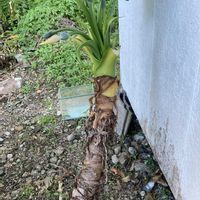 クワズイモ,クワズイモの画像