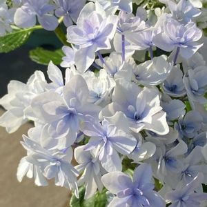 アジサイ,紫陽花,ブッダナッツ,紫陽花  空海,母の日の画像