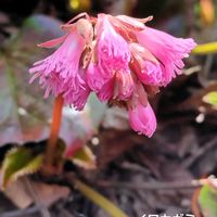 イワウチワ,山野草,景色,登山ハイキング,お出かけ先の画像
