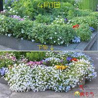 コツラ,ネモフィラ,ノースポール,アマ,ビオラの画像