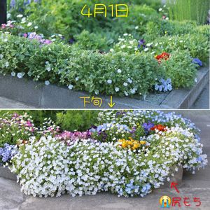 コツラ,ネモフィラ,ノースポール,アマ,ビオラの画像