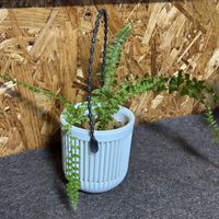 ネフロレピス,ネフロレピス  ツデー,子株,観葉植物,シダ植物の画像