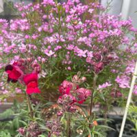 ボロニア,ボロニア・ピナータ,宿根金魚草 ブロンズレッドの画像