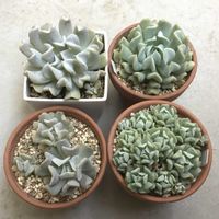 トップスプレンダー,クラウド,多肉植物,エケベリア属,観察日記の画像