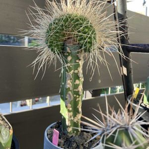 サボテン,長刺白竜丸綴化,多肉植物,観葉植物,マミラリア属の画像