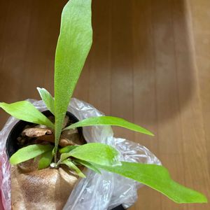 ビカクシダ アルシコルネ,ビカクシダ属,植物のある暮らし, コウモリラン , ビカクシダの画像