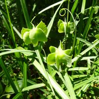 バイモ,バイモ,春の花,多年草,ユリ科の画像