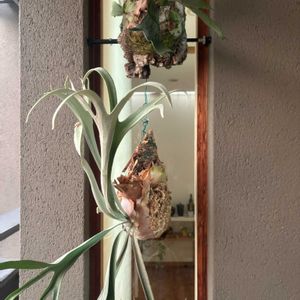 観葉植物,株分け,ビカクシダ属,癒し,かわいいな♡の画像