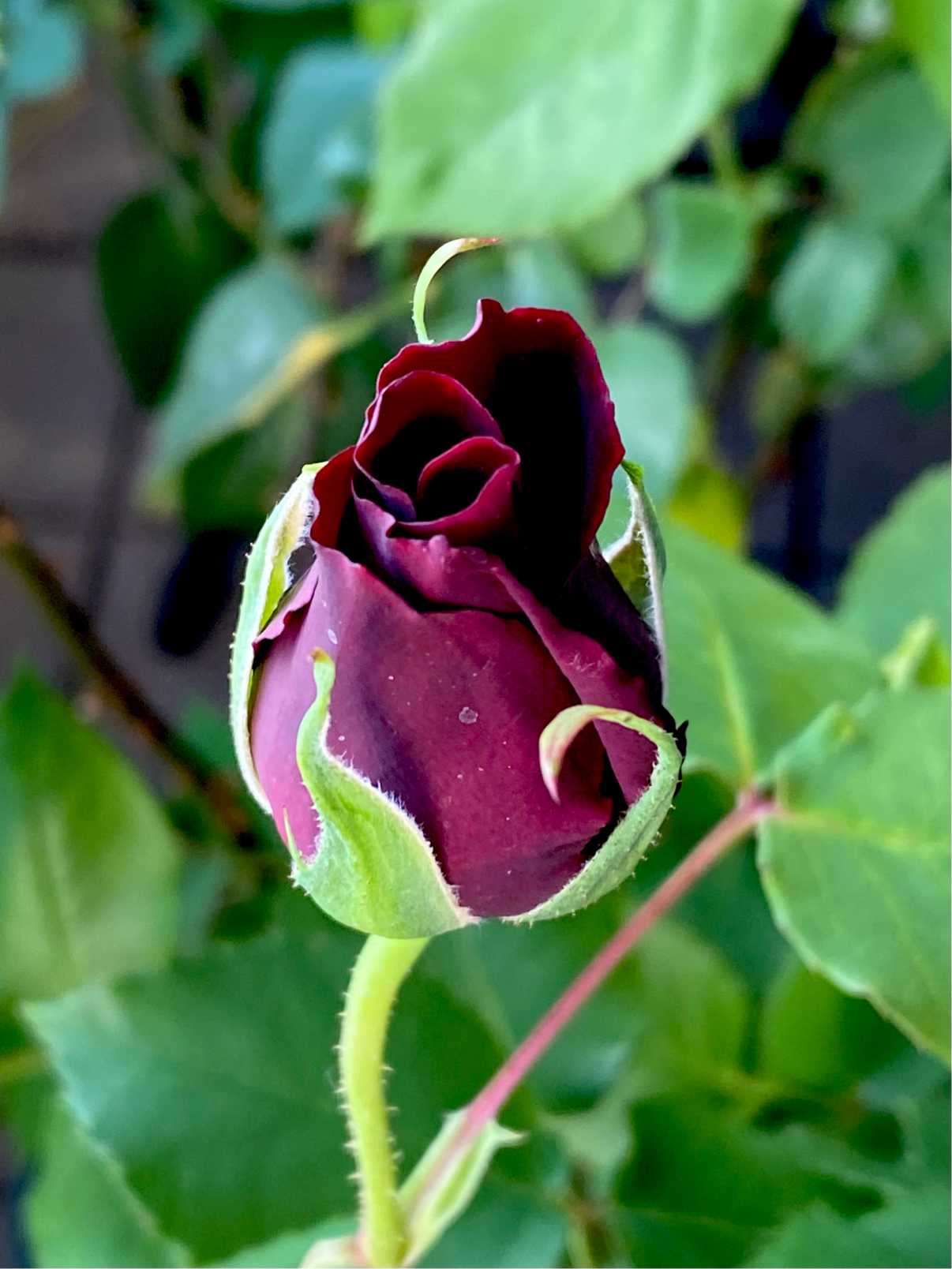 薔薇黒真珠をマンションベランダで育てる。この蕾はバラ園で撮影した