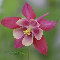 オダマキ,オダマキ,山野草,ピンクの花,北海道の画像
