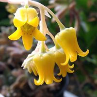 花うらら,緋花玉,多肉植物,エケベリア属,ベランダガーデンの画像