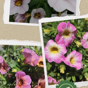 カリブラコア,カリブラコア セレブレーション,カリブラコア サンバ,マイガーデン,壁掛けの画像