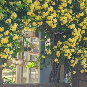 黄モッコウバラ,モッコウ薔薇,黄もっこうばら,マイガーデン,黄色い花の画像