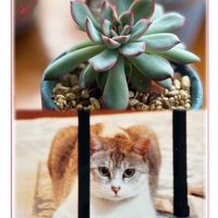花うらら,多肉植物,ネコ好き,ねこちゃん♡,おうち園芸の画像