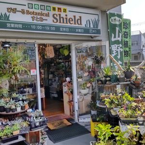 多肉植物,ウラボシ科,ビカクシダ属,食中植物,塊根の画像