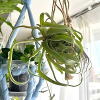 ストレプトフィラ,観葉植物,初心者,エアープランツ/チランジアの画像
