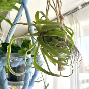 ストレプトフィラ,観葉植物,初心者,エアープランツ/チランジアの画像