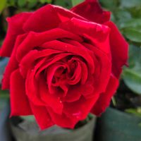 ハボタン,イングリッドバーグマン   ,ばら バラ 薔薇,玄関の画像