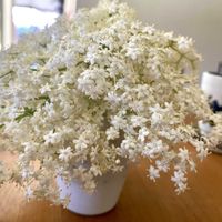 エルダーフラワー,P野坊の画像