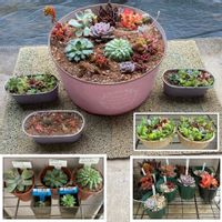 虹の玉,シルバースター,古紫,レッドベリー,プリドニスの画像