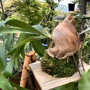 観葉植物,板付け,植物のある暮らし,植中毒, ビカクシダの画像