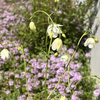 タイム,ワスレナグサ,風鈴おだまき,白花ミヤマオダマキ,我が家の花壇の画像