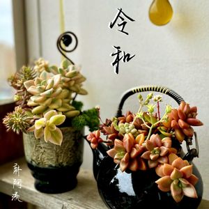  ブロンズ姫,寄せ植え,多肉植物,多肉植物寄せ植え,普及種の画像