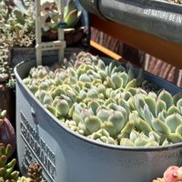 多肉,エケベリア,花月夜,多肉植物,葉挿しの画像