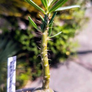 パキポディウム,パキポディウム・サキュレンタム,多肉植物,観葉植物,塊根植物の画像