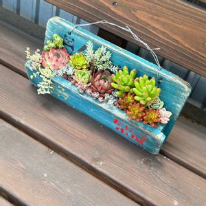 カメレオン,ラブリーローズ,ルビーティント,多肉植物,多肉寄せ植えの画像