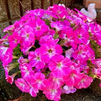 ペチュニア,サフィニア,スーパーチュニア,スーパーチュニア ビスタ シルバーベリー,スーパーチュニア　ビスタミニ　ピンクスターの画像