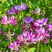 レンゲソウの画像