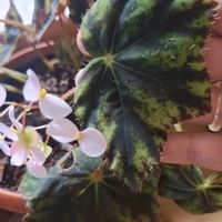 シュウカイドウ,ベゴニア,名前不明,レックスベゴニア,レックス　ベゴニアの画像