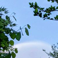 アガパンサス,ネコヤナギ,ムクゲ,モミジ,タンポポの綿毛の画像