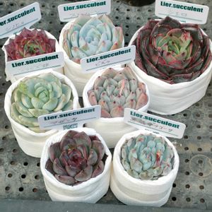 黒爪ザラゴーサ,シエロ, マゼンタ ,シノヒメ,スノームーン.の画像