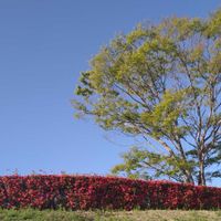 ケヤキ,キリシマツツジ,心に笑顔の花を,土曜日は お空の発表会の画像