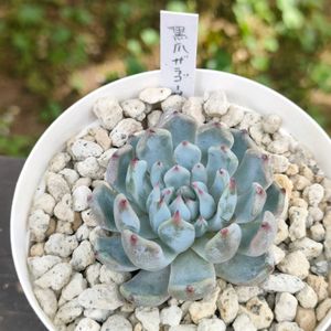 黒爪ザラゴーサの画像