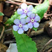 ヒトリシズカ,ヤマルリソウ☆,カテンソウ,山野草,山散策の画像