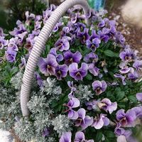 カレープラント,ビオラ　藍月,鉢植え,庭の画像